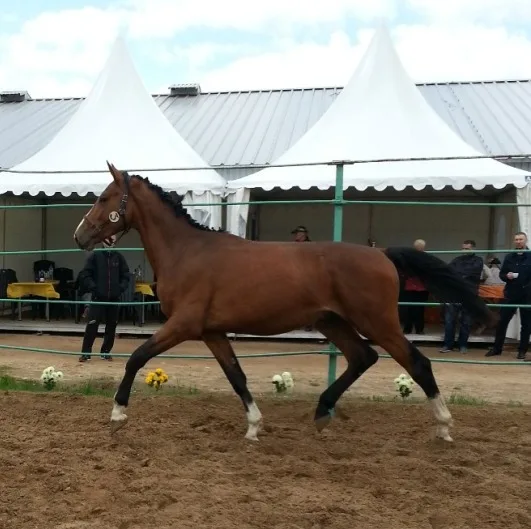 LS Caligul Colard- Liksma