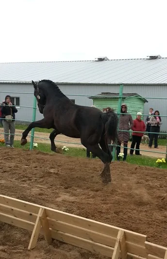 LS Musturs 