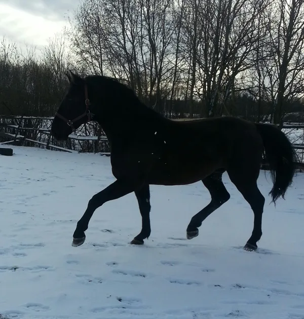 LS Musturs 