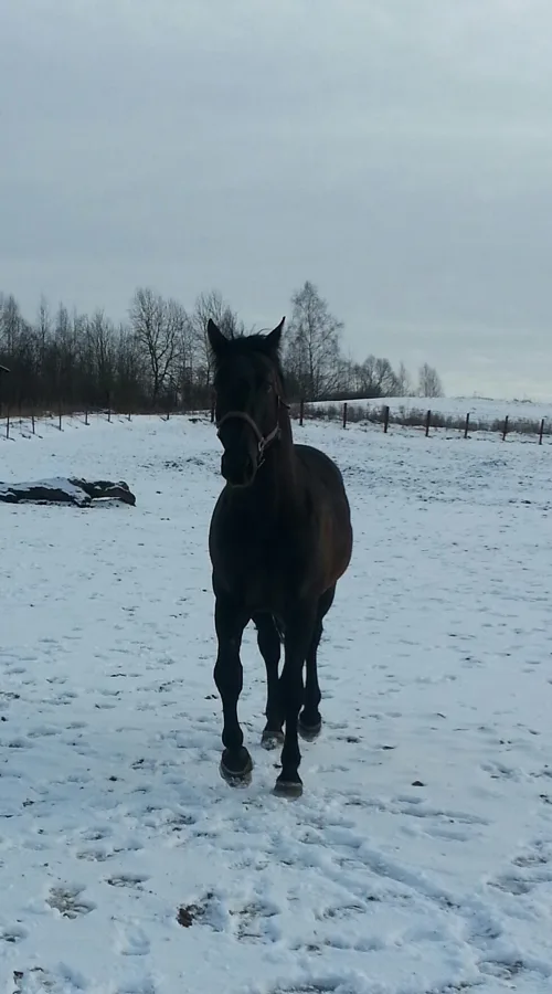 LS Musturs 