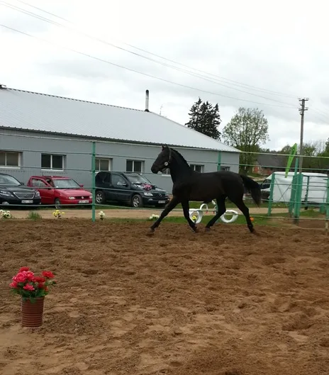 LS Musturs Muskats- Rura