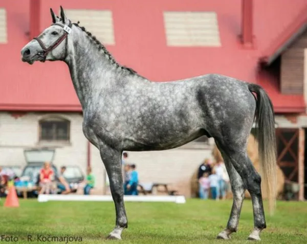 Cananero