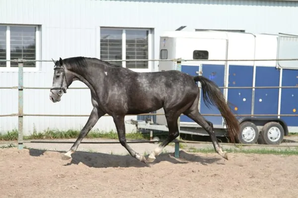  Calve