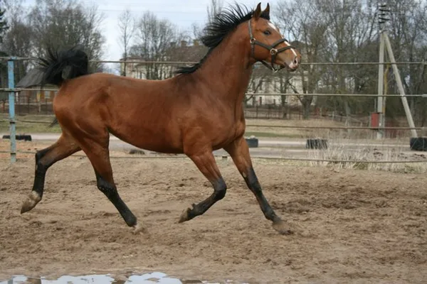  Roland