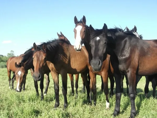 Mares