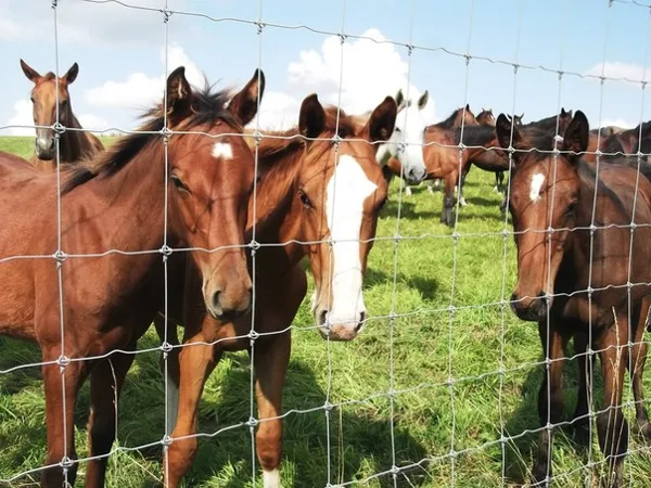 Foals