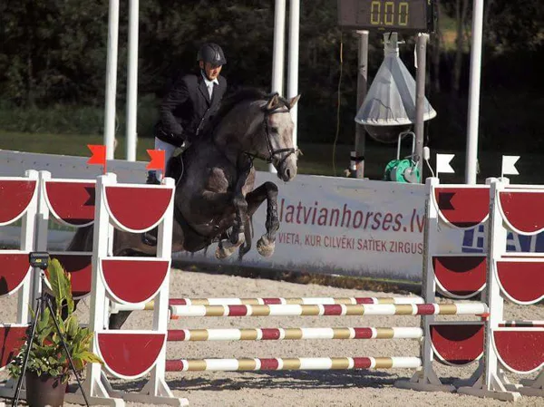 OL Caragon ( Corall - Agne ) 2012.born