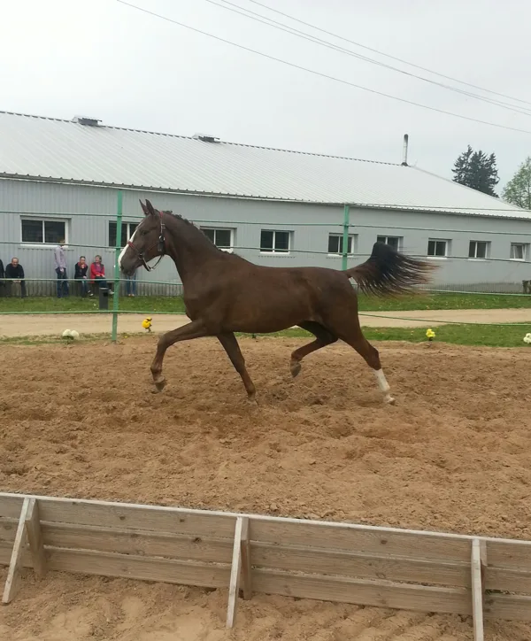 LS Coletta  Colard-Lemaretta